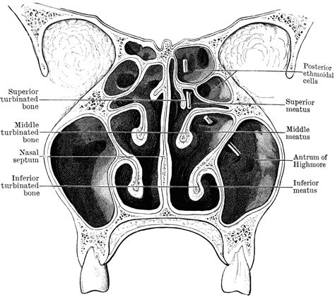 Nasal Fossae | ClipArt ETC