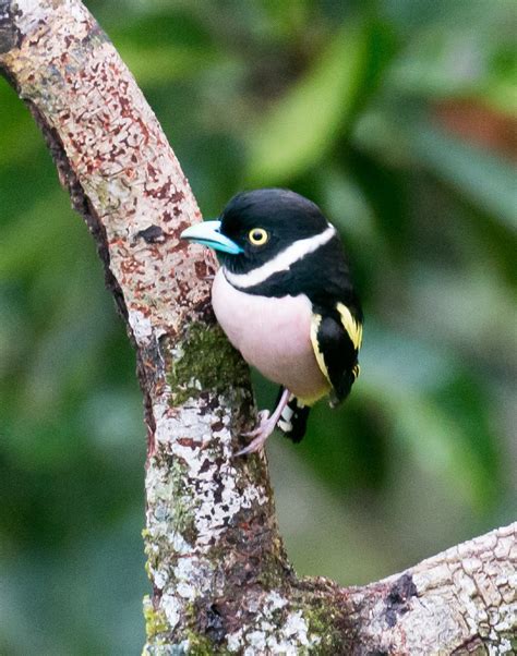 Black-and-Yellow Broadbill - ZooChat