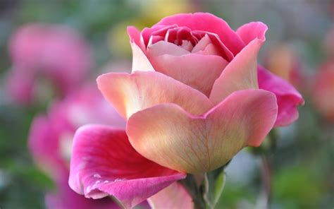 Pink rose, petals, bud, macro close-up wallpaper | flowers | Wallpaper ...