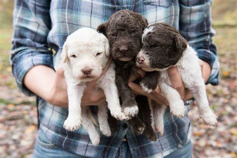 These Truffle-Hunting Puppies Will Melt Your Heart | Truffle hunting ...