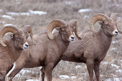 Winter Wildlife Watching in Jackson Hole | Winter Tours