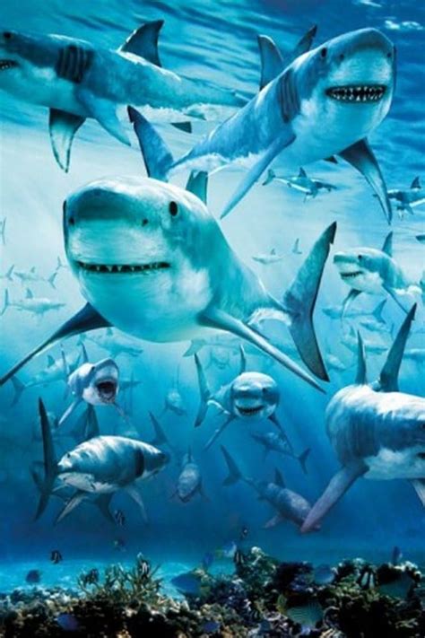 16x20 White Sharks Collage Ocean Animal Kids Room Wall Decor Art Print ...