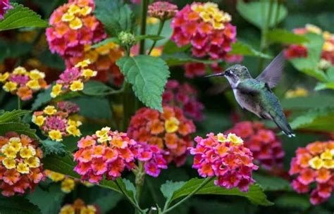 15 Best Flowers to Attract Hummingbirds (w/ photos) ~ Homestead and Chill