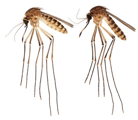 New tropical mosquito is buzzing across Florida : NPR