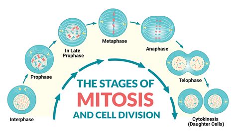 Stages Of Mitosis