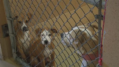 Washington County, Virginia animal shelter to offer free adoptions | WCYB