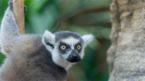 Ask the Aquarium — "Are Lemurs a kind of monkey?" - YouTube