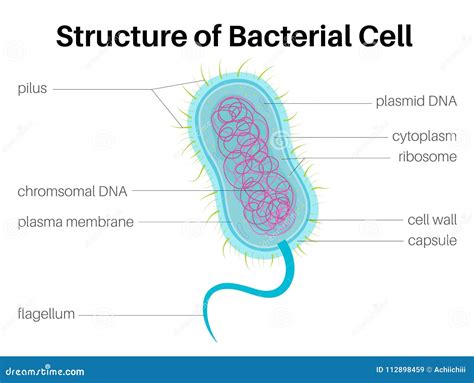 Structure of Bacterial Cell Stock Illustration - Illustration of ...