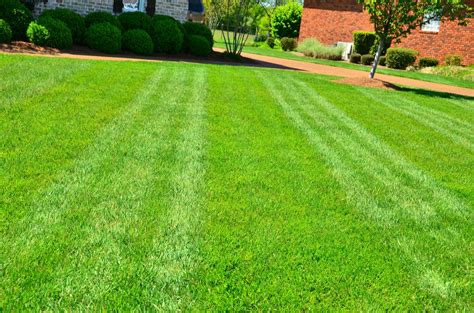 Free Images : plant, field, meadow, pasture, backyard, garden ...