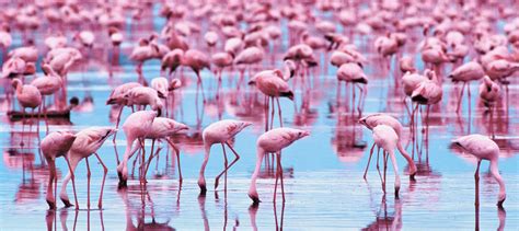 Flamingo Desktop Wallpapers - Top Free Flamingo Desktop Backgrounds ...