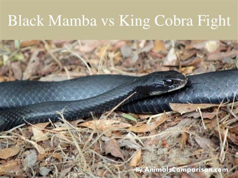 Black mamba vs king cobra fight| Comparison