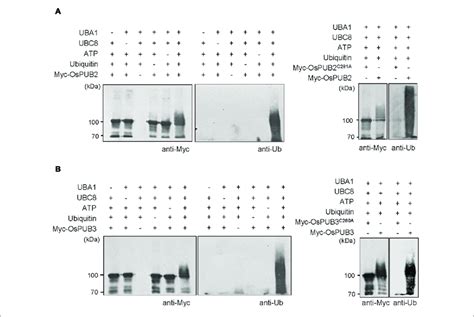 | In vitro self-ubiquitination assays of OsPUB2 and OsPUB3. (A) (Left ...