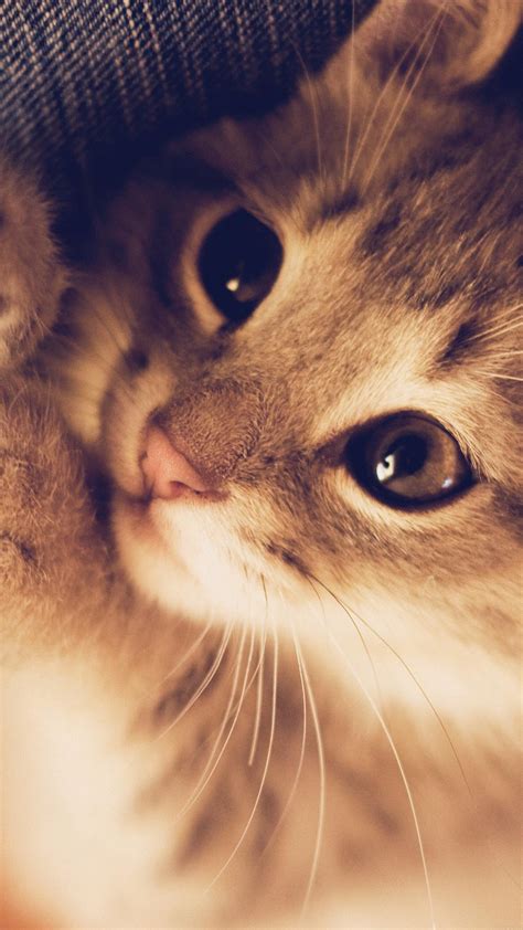 HD Cute Cat Android Wallpapers - Wallpaper Cave