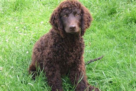 Irish Water Spaniel Info, Temperament, Puppies, Pictures