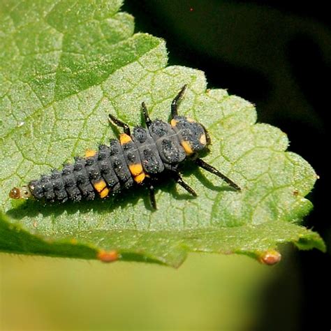 Ladybug larva on a leaf | Ladybug larva, Coccinellidae Berke… | Flickr