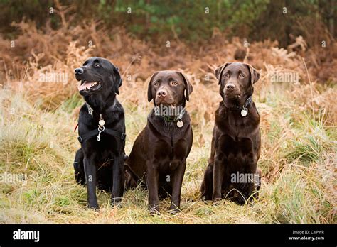 Portrait of three chocolate labradors Stock Photo - Alamy