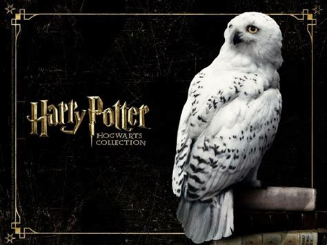 Harry potter. Hedwig. Hogwarts! | Harry potter, Hogwarts, Harry potter ...