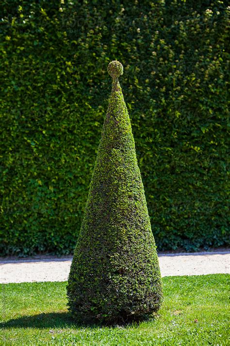 "Topiary Tree" by Stocksy Contributor "Mental Art + Design" - Stocksy