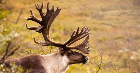 Arctic National Wildlife Refuge (Native Village of Venetie Tribal ...