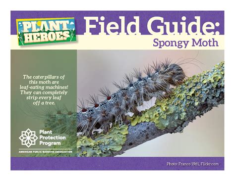 Introducing the Updated Spongy Moth Activity Guides