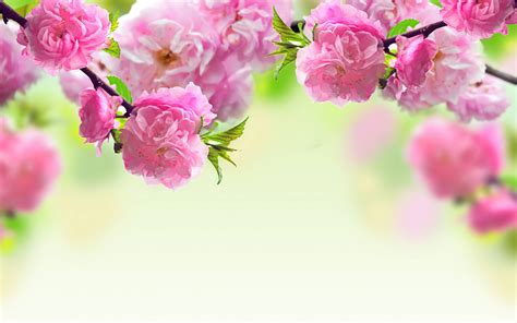 Pink Flower Backgrounds - Wallpaper Cave