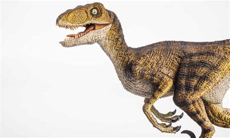 Velociraptor | A-Z Animals