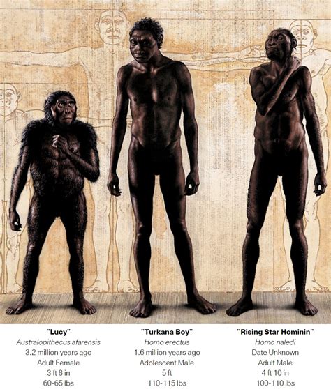 Species New to Science: [PaleoAnthropology • 2015] Homo naledi • A New ...