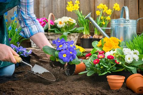 When To Plant Spring Flowers To Prevent Frost From Damaging Them! | The ...