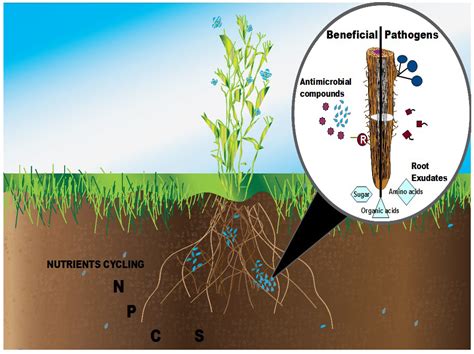 Pin on Soil Food Web