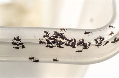 Tiny Black And White Bugs In Bedroom | www.cintronbeveragegroup.com