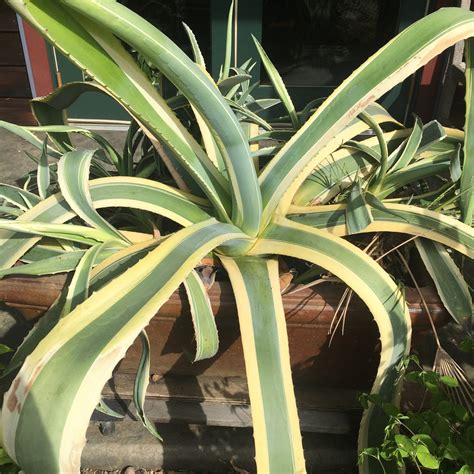 Agave americana 'Variegata', Variegated Century Plant – Dancing Oaks ...