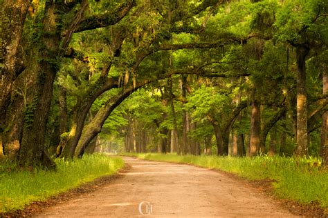 Botany Bay a treasure in South Carolina — Christian Hoiberg Landscape ...