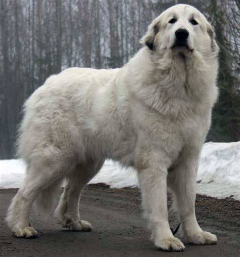 Great Pyrenees - All Big Dog Breeds