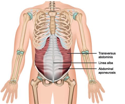 External Oblique Muscle