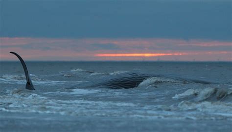 Mysterious double whirlpools that can suck up sea creatures found in ...