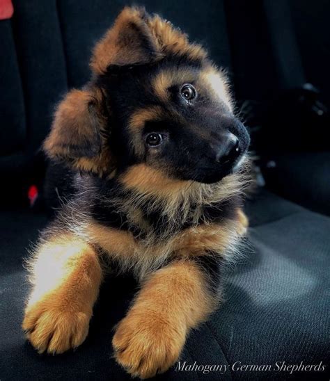 35 German Shepherd Puppies That Really Cute | FallinPets