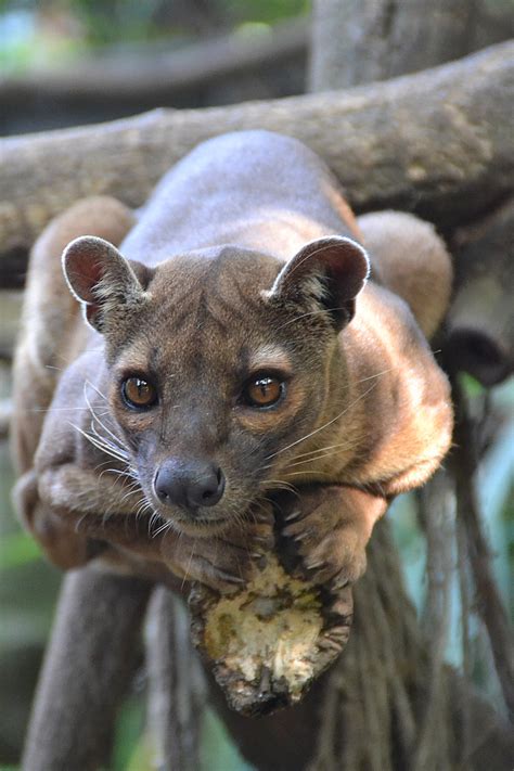 Madagascar Fossa by joshi1404 on DeviantArt