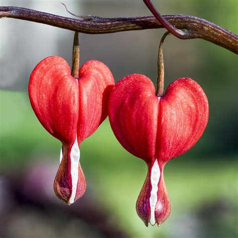 Bleeding Heart Flower