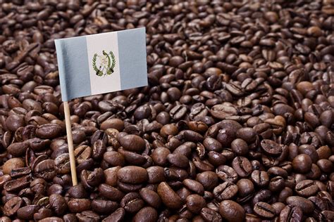 Guatemalan Coffee of the Month - John Watt Coffee and Tea