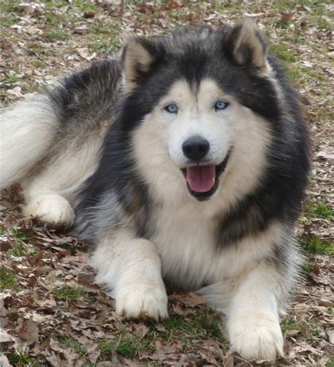 Siberian Malamute Mix