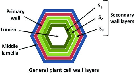 General locations of the plant cell walls layers: middle lamella ...