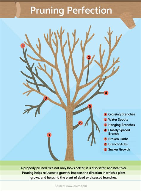 Pruning Fruit Trees Diagram