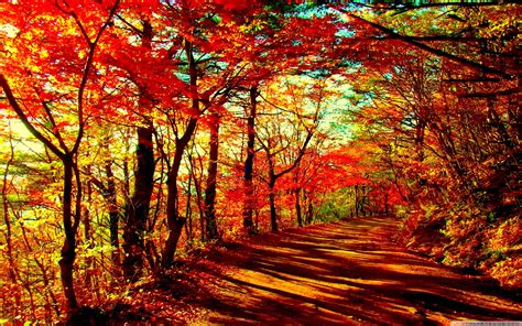 Forest Autumn Orange Wallpapers - Wallpaper Cave