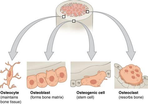 Bone Structure | Anatomy and Physiology I