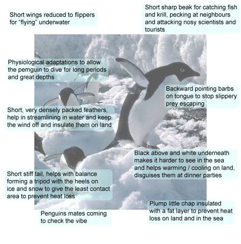 Antarctic animal adaptations, penguins, seals, krill, whales ...