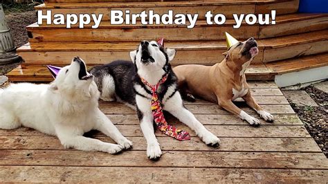 Happy Birthday Song Funny Dog Sings Like Elvis Funny Happy Birthday ...