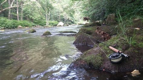 Rainbow Trout Habitat | Understanding It For Better Catches