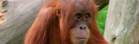 Orangutan Conservation