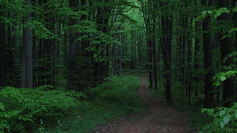 dark path in the forest. green landscape. forest background. 6066678 ...