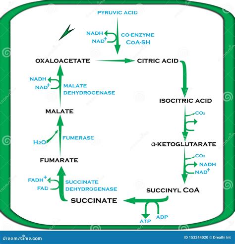 Krebs Cycle Citric Acid Cycle in Easy Steps Stock Illustration ...